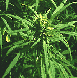 Click the image to see how the UK government antidrug website 'D-2K' describes the effects of cannabis
