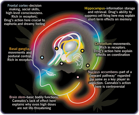 How cannabis gets to work on our brains 
