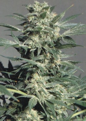 cannabis plant