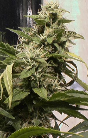 A cannabis flower